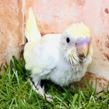クリームカラーが再び！　セキセイインコ　クリーム　R４　９／２２撮影