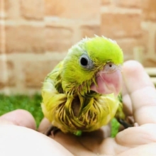 ノーマルカラー？　マメルリハインコ　パイド女の子　R４　９／６撮影