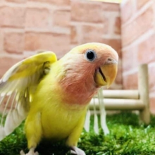 【コザクラ祭り！】コザクラインコ　ゴールデンチェリー入舎です！　Ｒ４　９／９撮影
