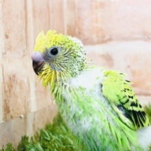 最近の定番模様？　セキセイインコ　オパーリン　R４　９／２８撮影