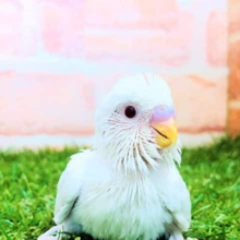 人気の白です　セキセイインコ　アルビノ　R４　９／２８撮影