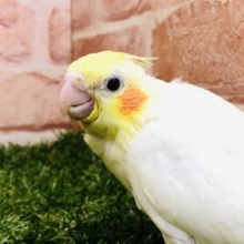 久しぶりの入舎です　オカメインコ　ルチノー　R４　９／２２撮影