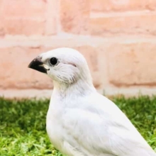 やっっっと入舎です！　シルバー文鳥　Ｒ４　９／２２撮影