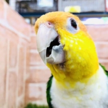 大人気インコちゃん　シロハラインコ　R４　６／２２撮影