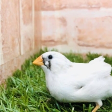 シルバー文鳥に負けない激渋カラー　キンカチョウ　シルバー　R４　８／２４撮影