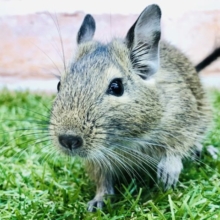 デグーの定番カラー　デグー　アグーチ　R４　８／２９撮影