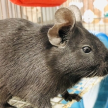 つやつやブラックカラー　デグー　ブラック　R４　９／１２撮影