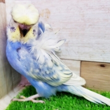 最新画像更新☆ゴージャスな羽衣セキセイインコ♡
