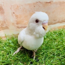 美白の頂点！！　セキセイインコ　アルビノ　入舎です！！　Ｒ４　９／２撮影