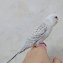 淡い色合い♪　セキセイインコ　ファロー　入舎です♪　　Ｒ４　９／１６撮影