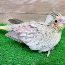 まるまるもちもち！オカメインコのシナモンパールがやってきた！