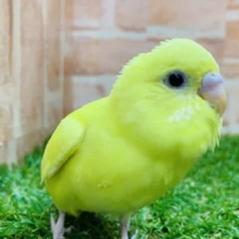 ルチノーじゃないよ　セキセイインコ　ダブルファクター　R４　９／６撮影