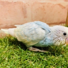 大人気カラー！！　セキセイインコ　パステルレインボー②入舎です！　Ｒ４　９／２撮影