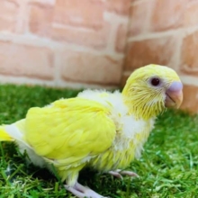 綺麗なイエローカラー　セキセイインコ　ルチノー入舎です！！　Ｒ４　９／２撮影