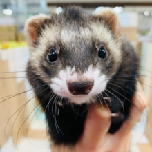 もちっとボディに成長♡マーシャルフェレットくん☆
