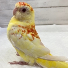 最新画像！　どんな鳴き声聞かせてくれるかな🎵　美声インコ(ルビノー)