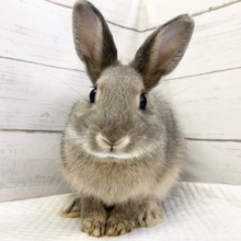 最新画像！落ち着いた色合い〜🐰　ミニウサギ(グレー系)