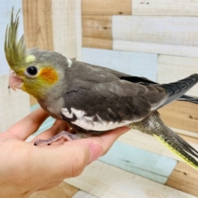 なでなですると手に寄り添います♡オカメインコ(ノーマル)さん☆