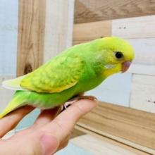 レモンライムカラーが生えそろいました☆セキセイインコ(スパングルパイド)さん！！