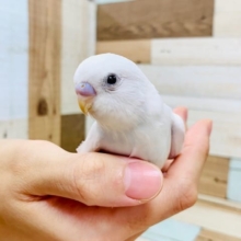 所々淡いブルーが♡セキセイインコ(ダブルファクター)さん！