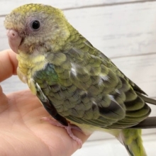 最新画像！キレイな鳴き声聞かせてくれます🎶　美声インコ(オパーリン)