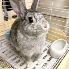 最新画像！ドワーフラビット　魅惑のもちもちほっぺ！