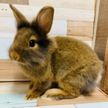もふもふのふわふわ♡ライオンラビットちゃん♡