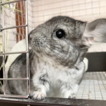 チンチラ（グレー）　べたなれになりそうな予感！？