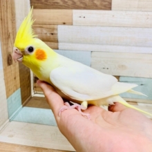 むちむち♡人気の白オカメ♪オカメインコ(ルチノー)さん☆