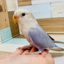 アピールが可愛すぎます♡コザクラインコ(ブルーバイオレットシナモンオパーリン)さん！！