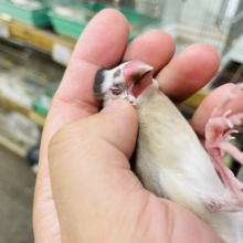 最新画像有り☆お顔に白がチャームポイント♪桜文鳥の「ホーちゃん」！