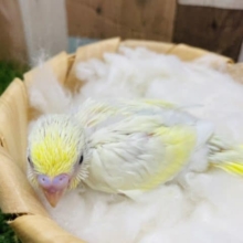 優しい色合いの人気カラーのコ！セキセイインコのクリームカラー！