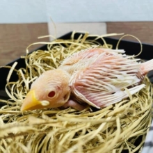 なかなかお目にかかれない赤目の子！アルビノ文鳥！