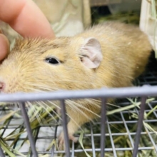 最新画像になりますよ！！とことこ歩きまわるの大好き！　デグー　サンド