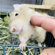 最新画像・動画あり！べた馴れになりそうな予感♡元気いっぱいのサンドデグーやって来ました！