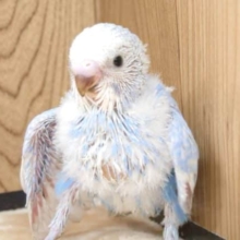 わたわた〜ふわふわ〜｡oOセキセイインコ(スパングル)ヒナ