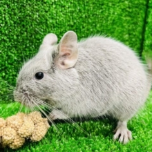 カキカキOK♡食欲旺盛ボーイ‪☆デグー(シルバー)男の子