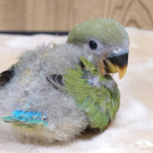 赤と緑のコントラスト‪☆コザクラインコ(ノーマル)ヒナ