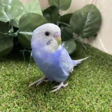 最新画像になりますよ！！いまどきどきどきキュートなセキセイさん！　セキセイインコ　ブルースパングル