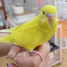 最新画像更新❤黒目だよ☆ダブルファクターイエロー☆