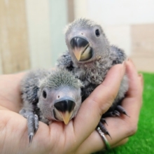 コザクラインコさん(ブルーチェリー)のヒナ2羽入荷しました〜❤