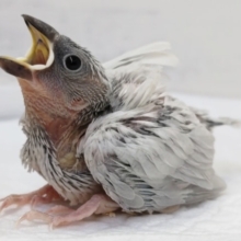 ギラッと人気カラー🐣　シルバー文鳥