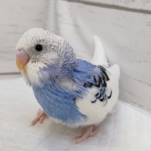 色合いが空と雲～⛅　セキセイインコ(パイド)