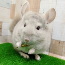 画像更新☆もふかわ♡チンチラ(シナモン)の男の子〜❤