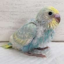 レインボーキレイですよぉ～🌈　セキセイインコ(パステルレインボー)