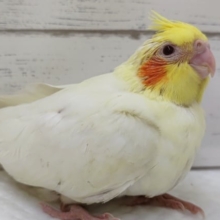 魅惑の白いフォルム～🤍　オカメインコ(ルチノー)