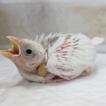 文鳥さんのヒナ来ましたよぉ～🐣　白文鳥🤍
