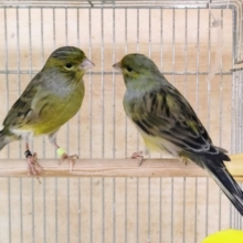 お待たせしました❤ラザカナリア♂