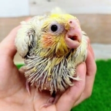 オカメインコのヒナ(シナモンパールパイド)入荷しました〜❤