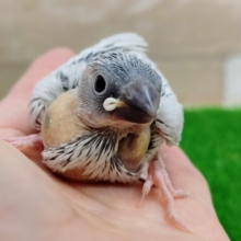 人気カラー❤シルバー文鳥のヒナ入荷しました〜❤